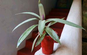 Moses-in-the-Cradle Plant  &amp; Pot