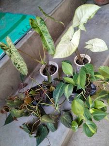 Assorted Houseplants