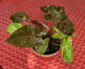 🌱arrowhead vine Plant 🪴 🌿&amp; Pot