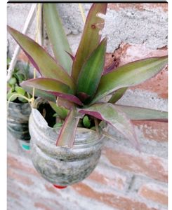 Plant with Rooted