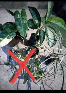 Assorted Indoor Plants
