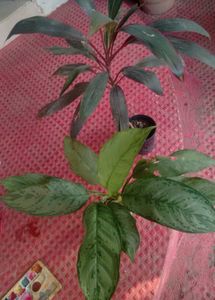 Agmeleies &amp; Dracaena Red Ruby Plant