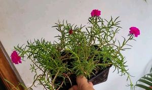 Pack 2 Portulaca grandiflora &amp; Callisia Fragrans: