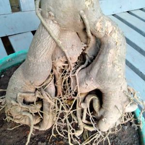 Desert Rose Bonsai