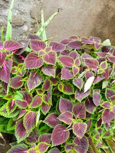 coelus plant