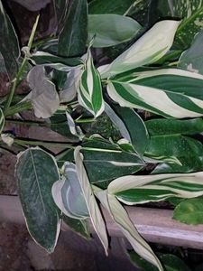 Combo Plants
