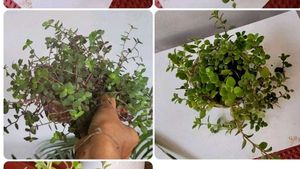 Pack 2 turtles & Pilea Depressa Plant🪴& Pot
