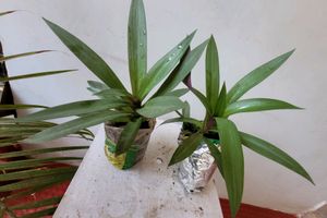 Moses In The Cradle Plants