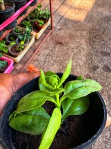 Cute Potted Baby Sunrose Plant