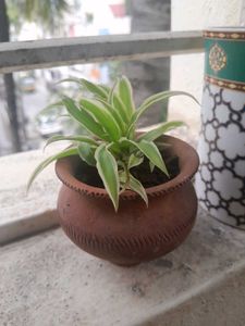 Charming Spider Plant in tiny Terracotta cup