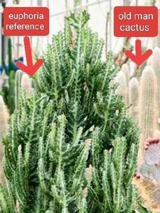 Assorted Cactus &amp; Succulent Plants