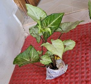 Pack 2 Arrowhead Plants