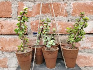 6 combo Plant With Rooted