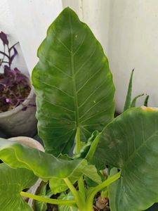 Large Green Elephant Ear Plant