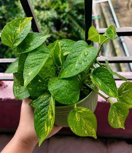 Money Plants 🌿 Golden Pothos