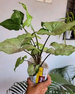 Pack 2 Arrowhead Plants