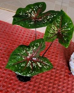 Pack 2 Caladium Biclor &amp; Evergreen Arrowhead Plant