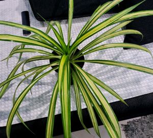 🪴 Pandanus Veitchii Plant 🌱&amp; pot