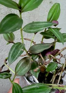 Tradescantia Zebrina Plant 🌵