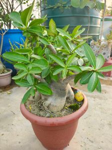 Adenium Arabicum verity