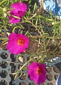 Combo Of 3 colour Portulaca Cutting And Seeds
