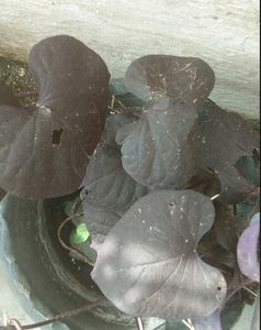 Violet Climbers (Plant Only )