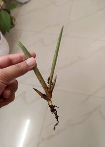 Alovera Plant