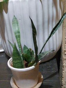 Snake Plant in Pot
