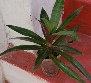 moses-in-the-Cradle Plant🌵&amp; Pot