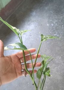 Monstera Adansonii , Black &amp; green zz cutting