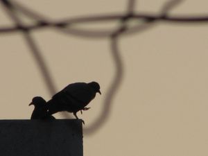 ⚜️ Canon PowerShot SX10-IS Digital Camera | 20x