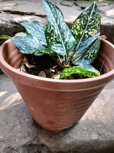 Aglaonema Plant