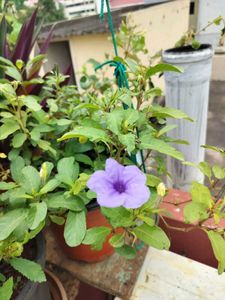 Seeds And Plants