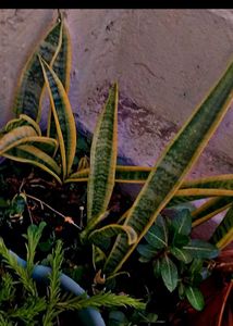 combo of 8 plants