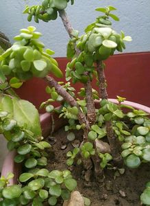 Combo (Jade Plant And Snake)