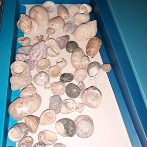 50 Assorted Seashell Collection