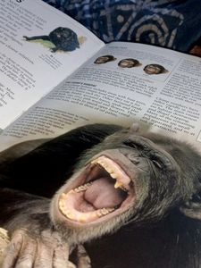 Encyclopaedia Of Animals (140 Pages)