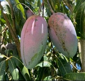 Big 🥭 Mango Plant 🌵