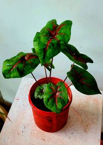 Caladiums plants 🪴& Pot