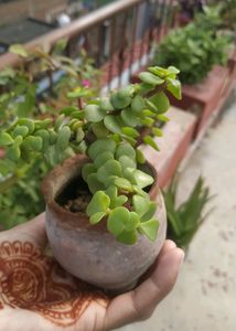 Jade Plant