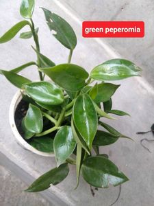 Air purifying snygo,philo and peperomias combo