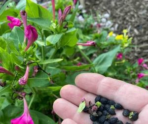 25 G Pink 4 0 Clock Flower Seeds With Container