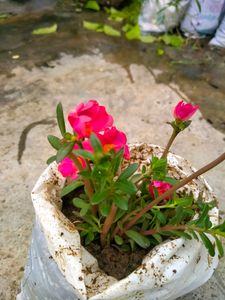 10 "0 clock Live Plant
