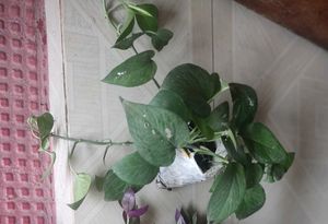 Set 2 Money &amp; Plectranthus Nitidus Plants 🌵