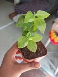 Cute Potted Baby Sunrose Plant