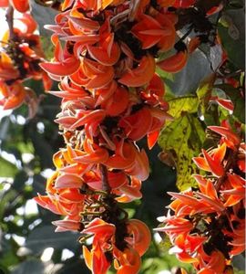 Palash Flowers