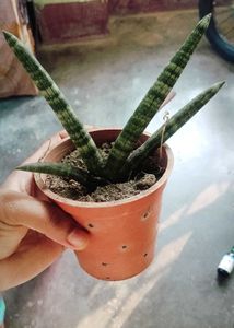combo of 3 Snake Plant