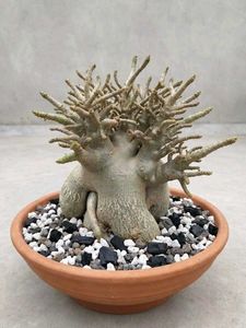 Beautiful Desert Rose Plant( adenium arebicum)