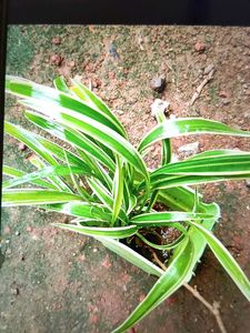 spider plant ☘️