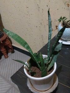 Snake Plant in Pot